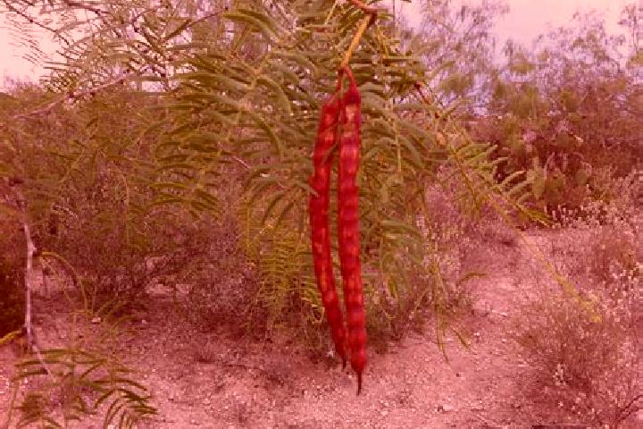 Ruby, 24 — Escort in San Nicolas de los Garza, Mexico
