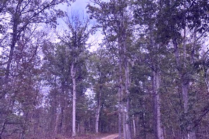 Ruby, 30 — Escort in Central Forest Park, United States