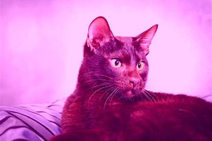 Ruby, 33, a black brown-eyed european companion based in Santa Apolonia. Offering CIM, Deep French Kissing, Tantra, OWO, Domination. Available for incall and...