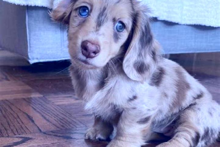 Ruby, 36, a chestnut blue-eyed mixed companion based in Carceri. Offering Party Girl, Travel Companion, Overnight, CIM. Available for incall and outcall, ove...