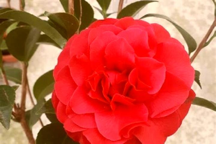 Ruby, 39 — Escort in Camelia Roja, Mexico