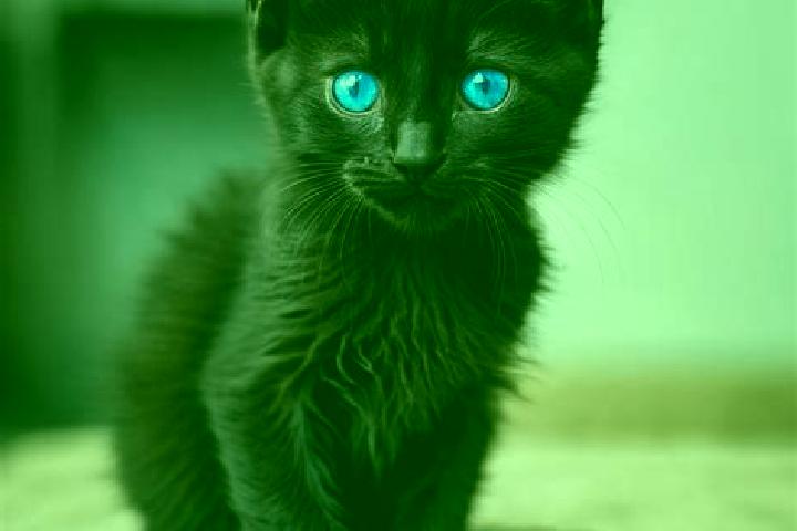 Sadie, 20, a black blue-eyed mediterranean companion based in Meadowbank. Offering Domination, BDSM, OWO. Available for incall and outcall, day and evening d...