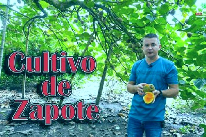 Sadie, 24 — Escort in Purisima del Zapote, Mexico