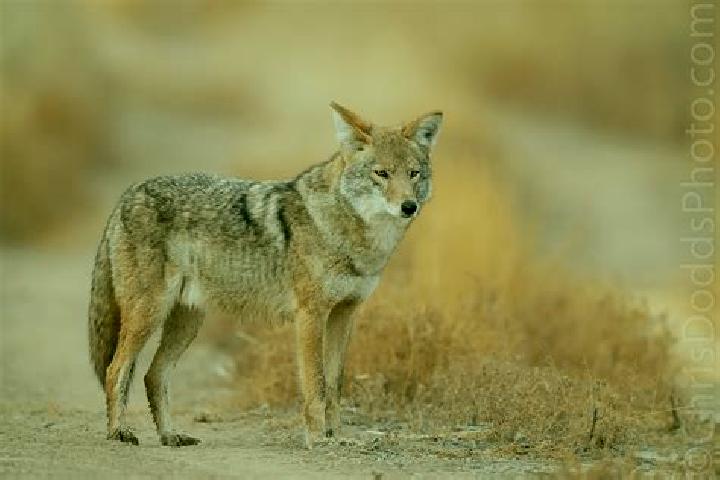 Sadie, 26 — Escort in Los Coyotes, Mexico