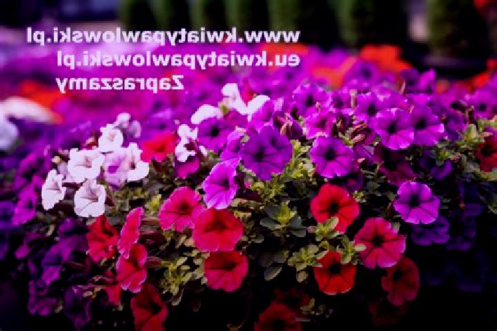 Sadie, 37 — Escort in Zawady, Poland