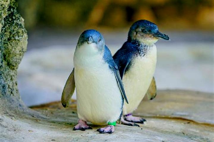 Sadie, 38 — Escort in Penguin, Australia
