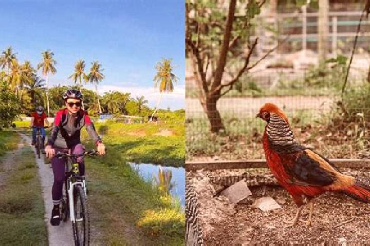 Sage, 25 — Escort in Balik Pulau, Malaysia