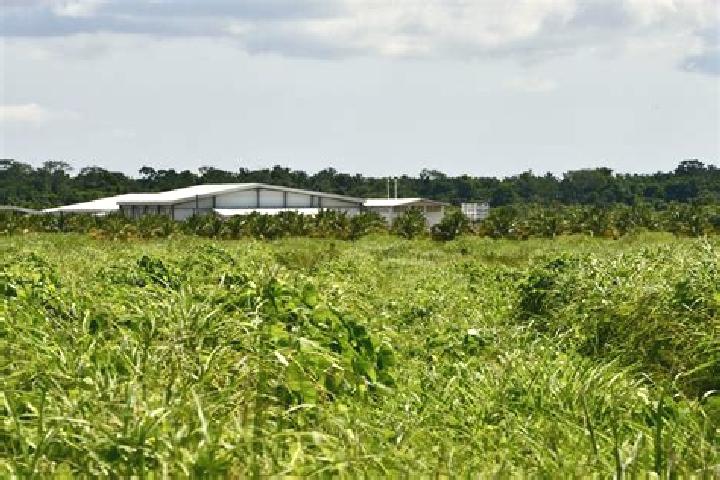 Sage, 26 — Escort in Guinea Grass, Belize