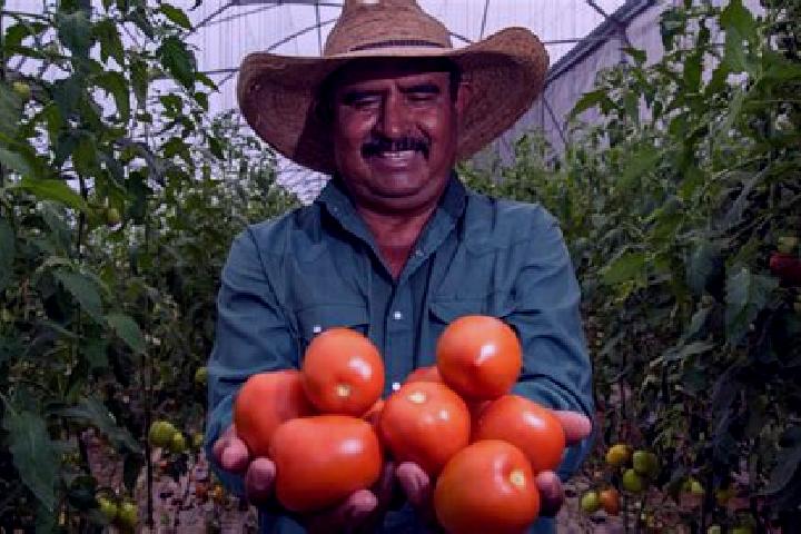 Sage, 29 — Escort in Agronomos Mexicanos, Mexico