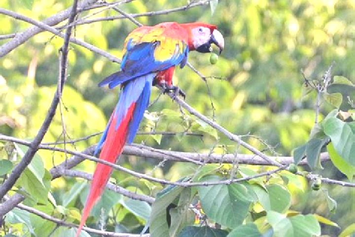 Sage, 29 — Escort in El Guacamayo, Colombia
