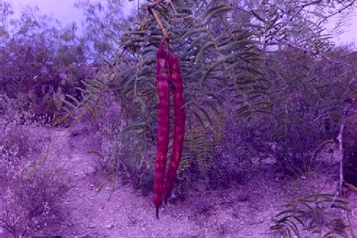 Sage, 31 — Escort in Mezquitillo, Mexico