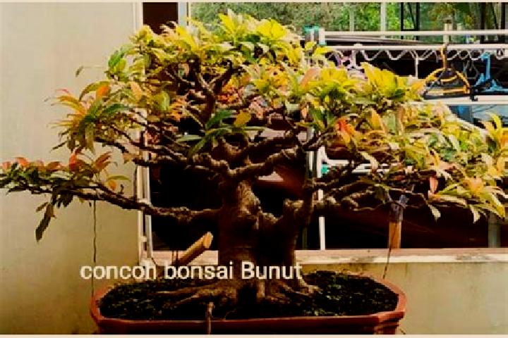 Sage, 37 — Escort in Bunut, Indonesia