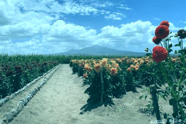 Sage, 39 — Escort in Guadalupito las Dalias, Mexico