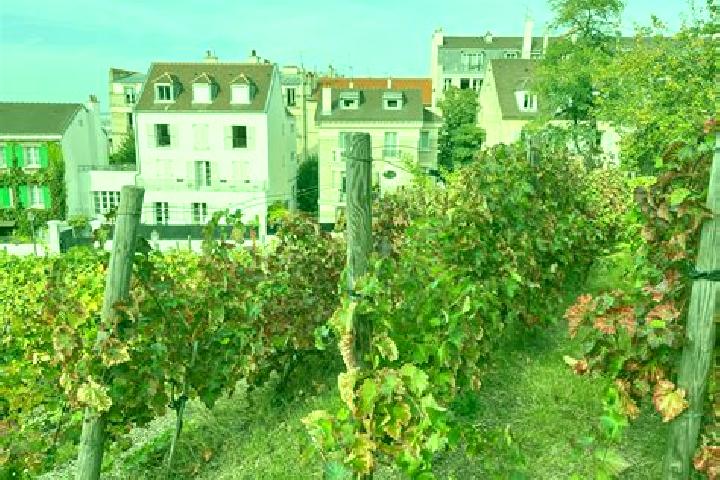 Sage, 39 — Escort in Les Rues-des-Vignes, France