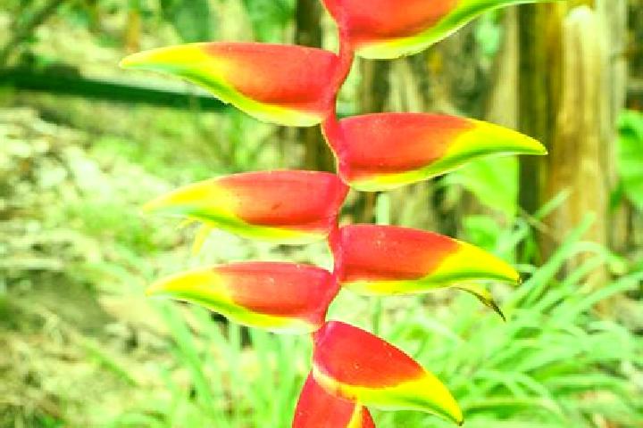 Scarlett, 21 — Escort in Heliconia, Colombia