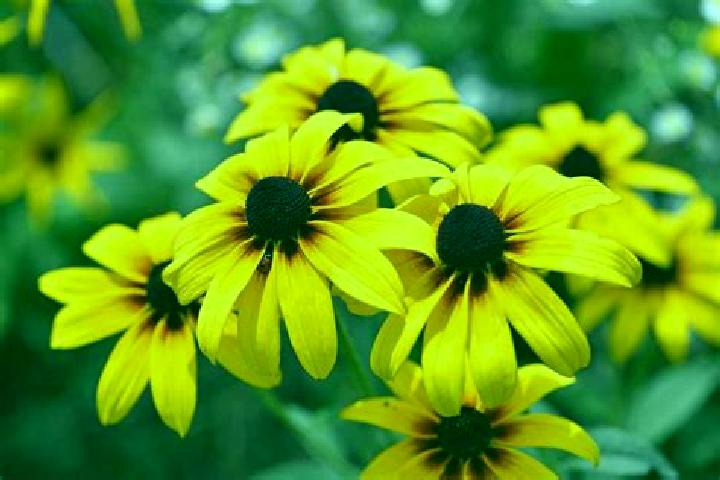 Scarlett, 22, a black dark-eyed caribbean companion based in Balaciu. Offering Domination, Fetish. Available for incall and outcall, overnight bookings avail...