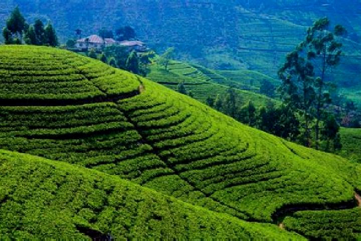 Scarlett, 24 — Escort in Tasti Tea Garden, India