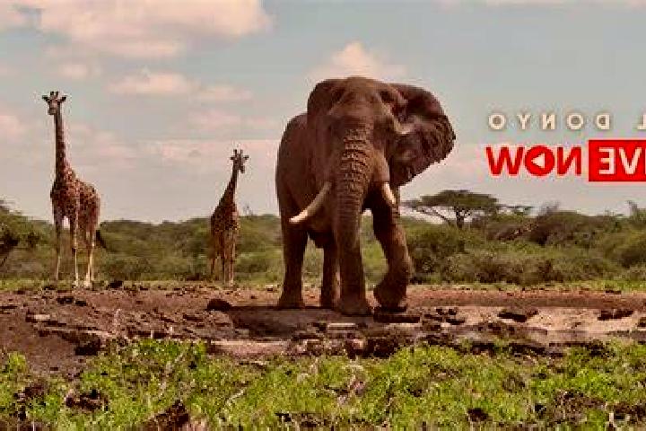 Scarlett, 26 — Escort in Ol Donyo, Kenya
