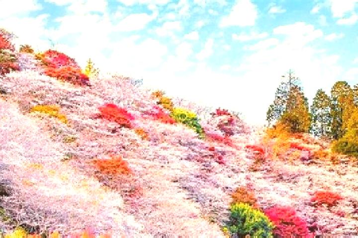 Scarlett, 30 — Escort in Obara, Japan