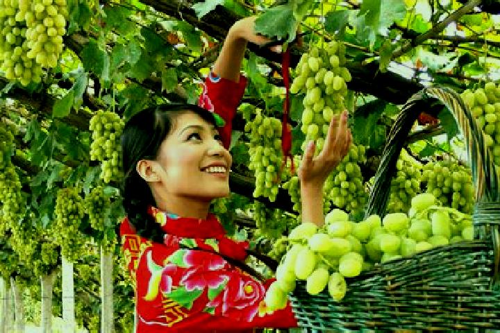 Scarlett, 30 — Escort in Xuanhua, China