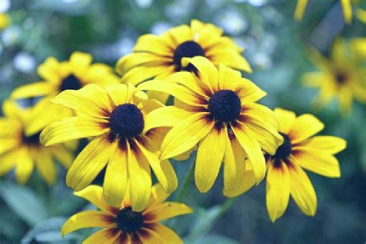 Scarlett, 32, a black brown-eyed caribbean companion based in Piracicaba. Offering Travel Companion, Couples, Striptease, Fetish. Available for incall and ou...