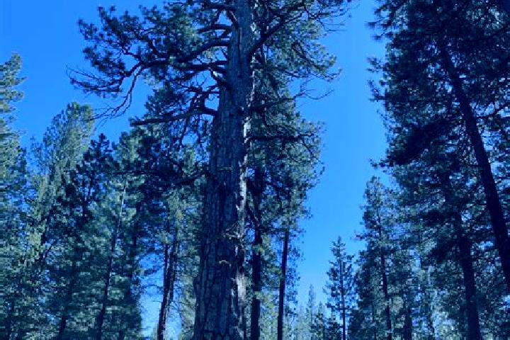 Scarlett, 34 — Escort in Ponderosa Pine, United States