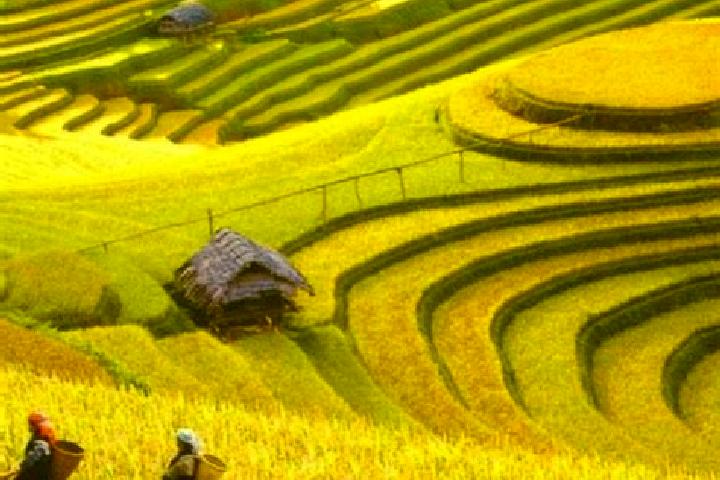 Scarlett, 37 — Escort in Nghia Hanh, Vietnam