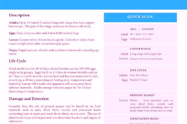 Sienna, 25 — Escort in Moth, India