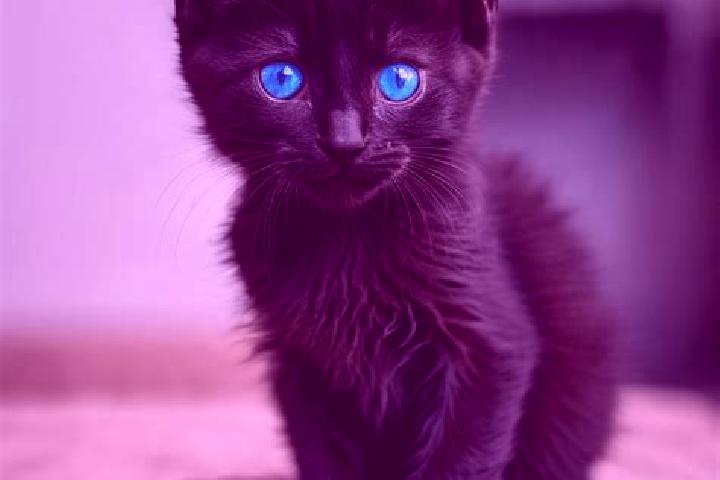 Sienna, 26, a black blue-eyed mediterranean companion based in Tondabayashicho. Offering 69, Roleplay. Available for incall and outcall, overnight bookings a...