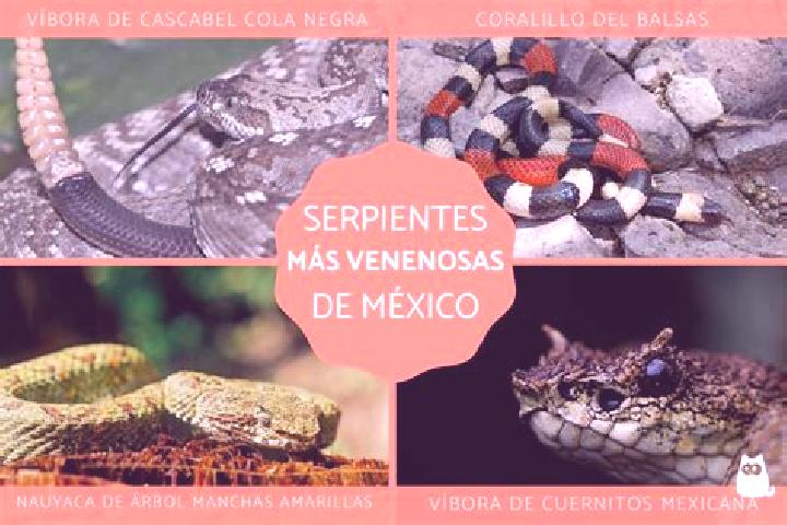 Sienna, 31 — Escort in Viboras, Mexico