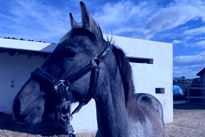 Sienna, 34 — Escort in Agua Tordillo, Mexico
