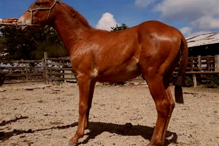 Sienna, 34 — Escort in Magozal, Mexico