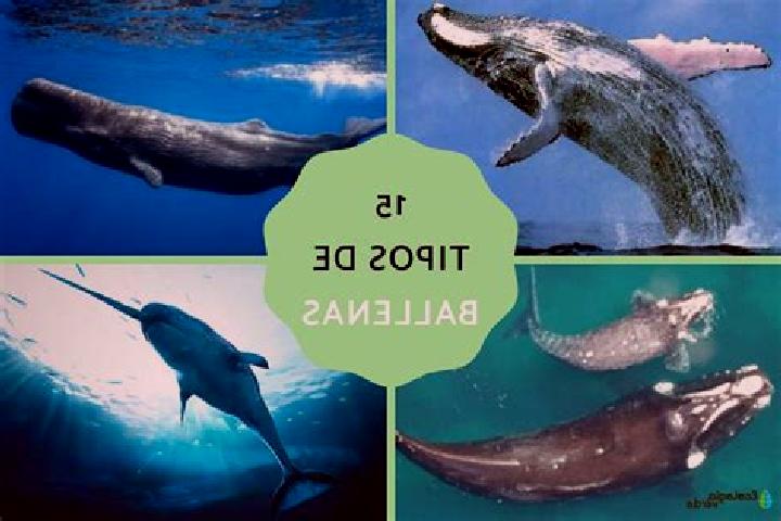Sofia, 21 — Escort in Fraccionamiento la Ballena Segunda Etapa, Mexico