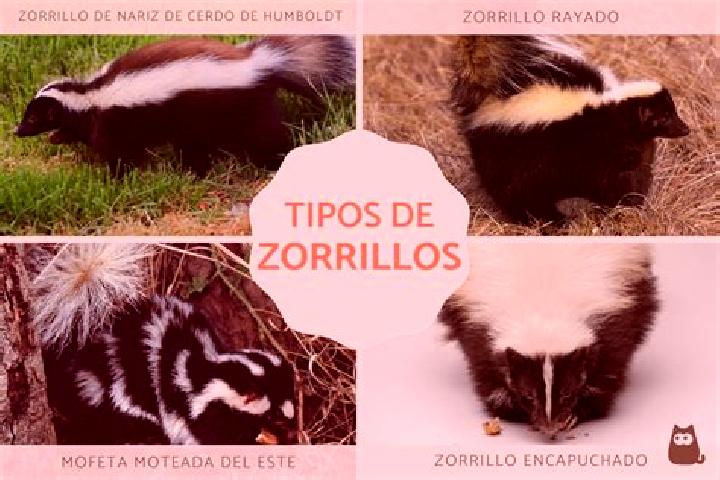 Sofia, 25 — Escort in Benito Garcia (El Zorrillo), Mexico