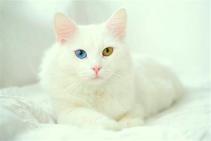 Sofia, 27, a black dark-eyed mixed companion based in Ngora. Offering Domination, Roleplay, A-Level, OWO, Duos. Available for incall and outcall, overnight b...