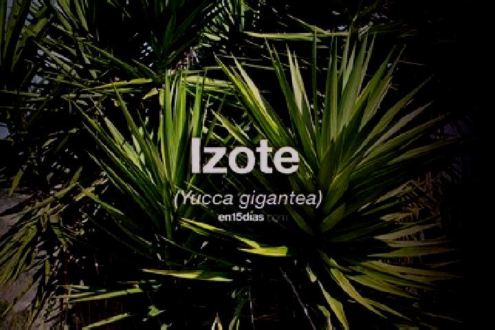 Sofia, 30 — Escort in Loma del Izote (Mata Planta), Mexico