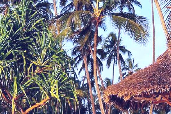 Sofia, 32 — Escort in Gamba, Tanzania