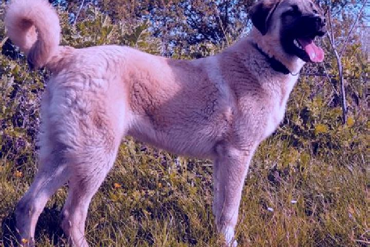 Sofia, 38 — Escort in Kangal, Turkey