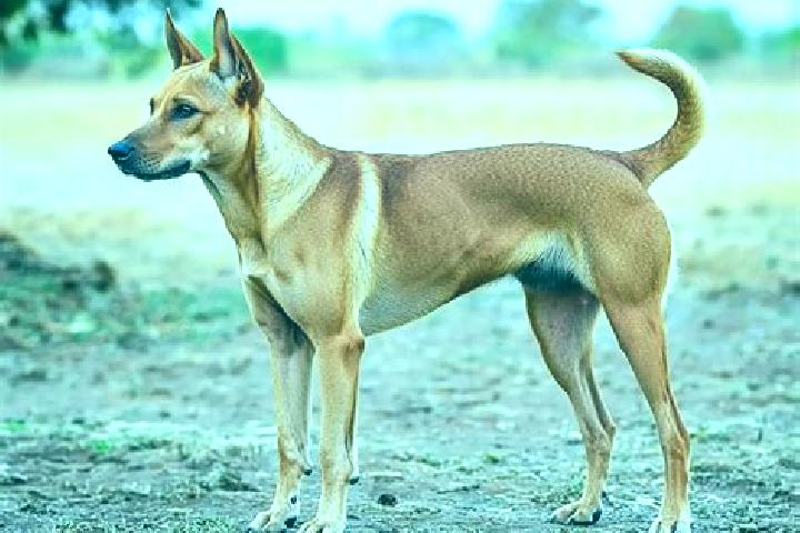 Sofia, 39, a chestnut grey-eyed indian companion based in Siar Kola. Offering Roleplay, Striptease, Tantra, OWO. Available for incall and outcall, day and ev...