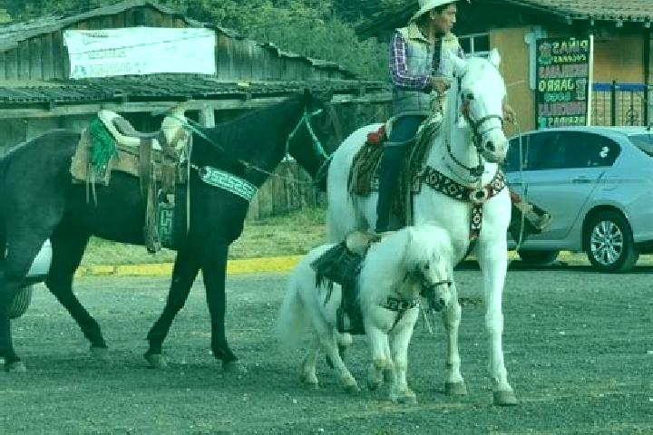 Sophia, 24 — Escort in La Marquesa, Mexico