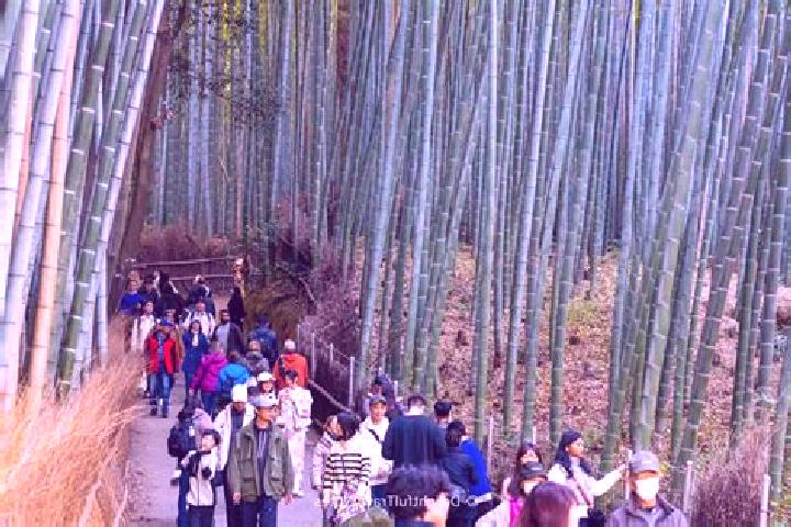Sophia, 25 — Escort in Arashiyama, Japan