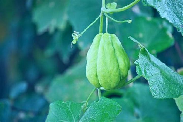 Sophia, 31 — Escort in El Chayote, Mexico