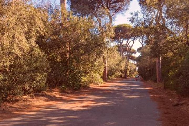 Sophia, 34 — Escort in Lido di Castel Fusano, Italy