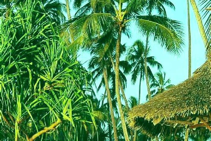 Sophia, 35 — Escort in Mazinde, Tanzania