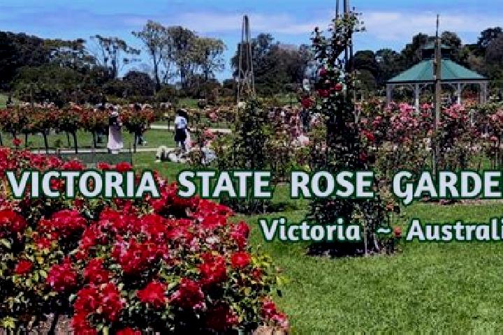 Sophia, 37 — Escort in Rose Park, Australia