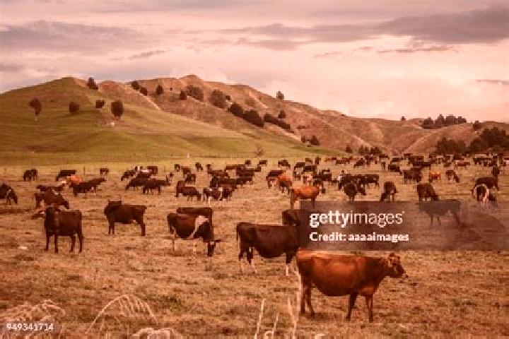 Stella, 21 — Escort in Bulls, New Zealand