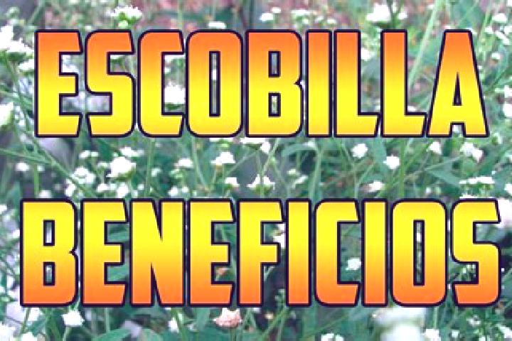 Stella, 23 — Escort in El Escobillo, Mexico