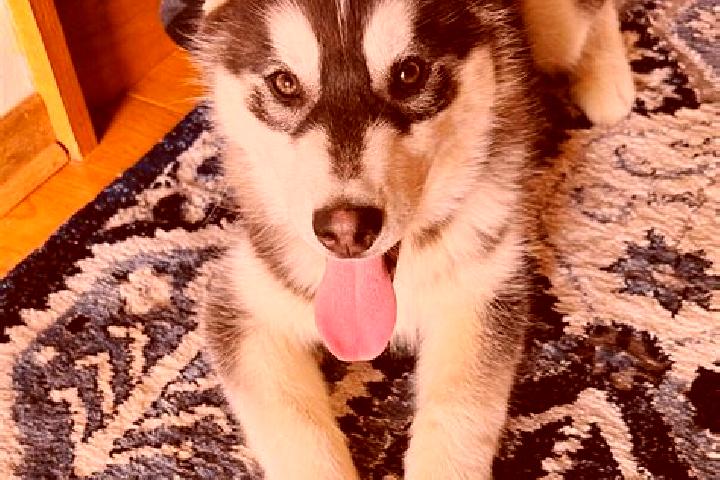 Stella, 24, a black brown-eyed caucasian companion based in Huasabas. Offering BDSM, Girlfriend Experience, CIM. Available for incall and outcall, overnight ...