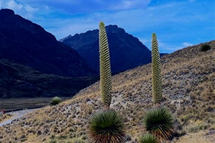 Stella, 25 — Escort in Canchayllo, Peru