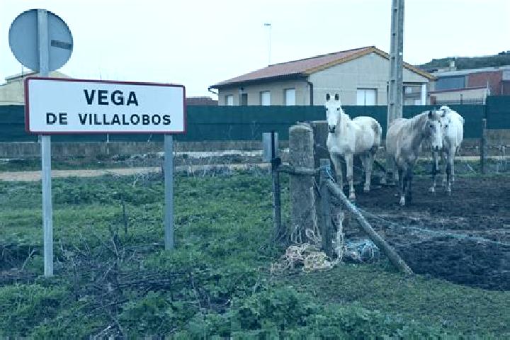 Stella, 28 — Escort in Vega de Villalobos, Spain